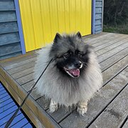 Home Owner wanting sitter in Melbourne , Victoria