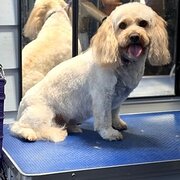 Home Owner wanting sitter in , Victoria