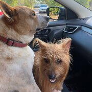 Home Owner wanting sitter in Darwin, Northern Territory