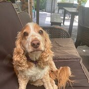 Home Owner wanting sitter in Maroochydore , Queensland