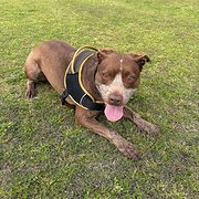 Home Owner wanting sitter in , New South Wales