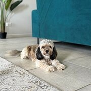 Home Owner wanting sitter in Gladstone, Queensland