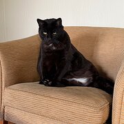 Home Owner wanting sitter in Port Macquarie , New South Wales
