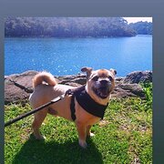 Home Owner wanting sitter in , New South Wales
