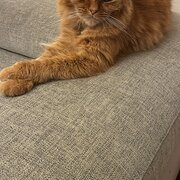 Home Owner wanting sitter in Marrickville, New South Wales