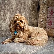 Home Owner wanting sitter in Melbourne, Victoria