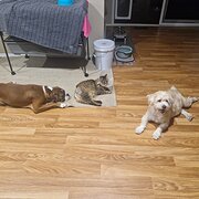 Home Owner wanting sitter in , Victoria