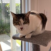 Home Owner wanting sitter in , South Australia