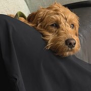 Home Owner wanting sitter in , Victoria