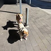 Home Owner wanting sitter in Perth, Western Australia