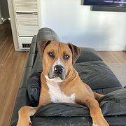 Home Owner wanting sitter in Geelong , Victoria