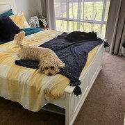 Home Owner wanting sitter in Wollongong , New South Wales