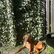 Home Owner wanting sitter in Gold Coast, Queensland