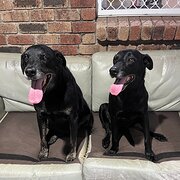 Home Owner wanting sitter in Brisbane, Queensland