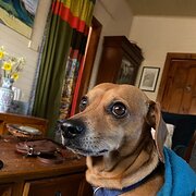 Home Owner wanting sitter in Penrith, New South Wales