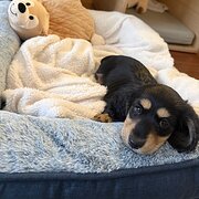 Home Owner wanting sitter in , Victoria