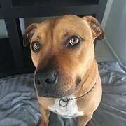 Home Owner wanting sitter in , Queensland