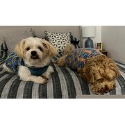Home Owner wanting sitter in REDCLIFFE QLD 4020, Queensland
