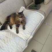 Home Owner wanting sitter in , Queensland