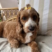 Home Owner wanting sitter in Gold coast, New South Wales