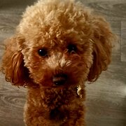 Home Owner wanting sitter in , Queensland