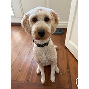 Home Owner wanting sitter in , Western Australia