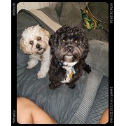 Home Owner wanting sitter in Pimpama, Queensland