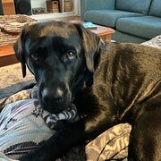 Home Owner wanting sitter in Newcastle, New South Wales