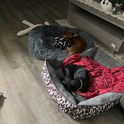 Home Owner wanting sitter in , Queensland