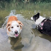 Home Owner wanting sitter in Brisbane, Queensland