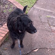 Home Owner wanting sitter in , New South Wales