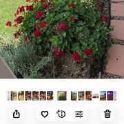 Home Owner wanting sitter in Toowoomba, Queensland
