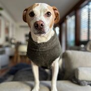 Home Owner wanting sitter in Sydney, New South Wales