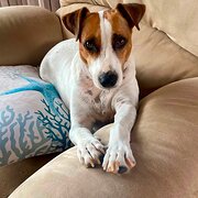 Home Owner wanting sitter in Brisbane , Queensland