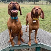 Home Owner wanting sitter in Brisbane, Queensland