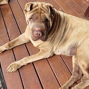 Home Owner wanting sitter in MACHANS BEACH, Queensland