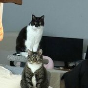 Home Owner wanting sitter in Central Coast, New South Wales