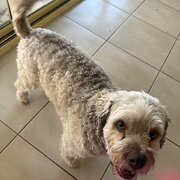 Home Owner wanting sitter in , New South Wales