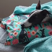 Home Owner wanting sitter in Newcastle, New South Wales
