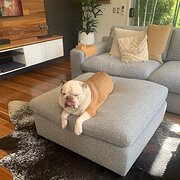 Home Owner wanting sitter in Brisbane , Queensland