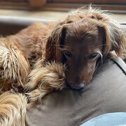 Home Owner wanting sitter in , Victoria
