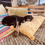 Home Owner wanting sitter in Queensland , New South Wales