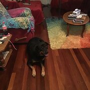 Home Owner wanting sitter in Bundaberg, Queensland
