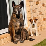Home Owner wanting sitter in Brisbane , Queensland