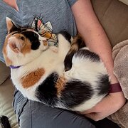 Home Owner wanting sitter in Canberra, Australian Capital Territory