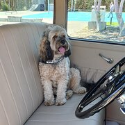 Home Owner wanting sitter in Brisbane, Queensland
