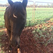 Home Owner wanting sitter in Griffith, New South Wales