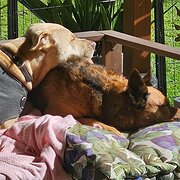 Home Owner wanting sitter in Newcastle , New South Wales