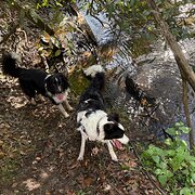 Home Owner wanting sitter in , Queensland