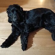 Home Owner wanting sitter in , Victoria